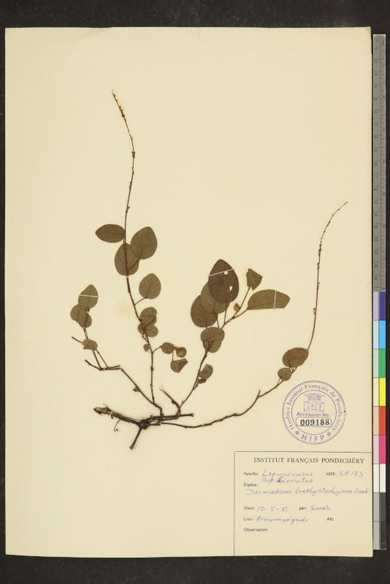 Grona brachystachya