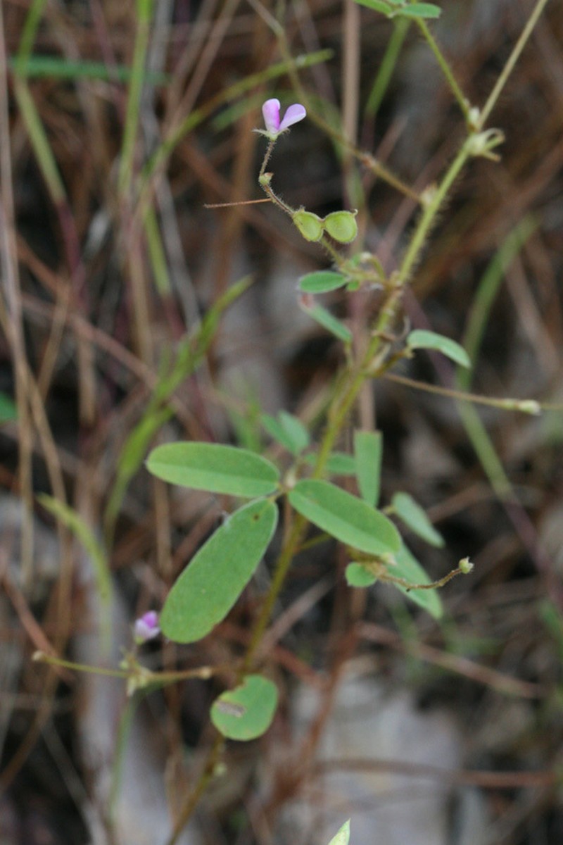 Grona brownii photo 3