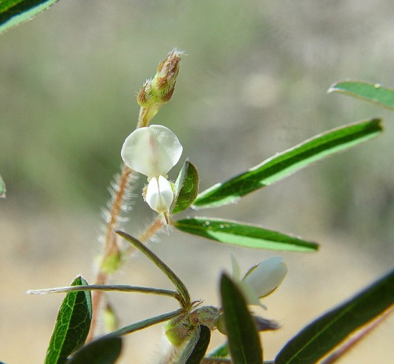 Grona brownii photo 5