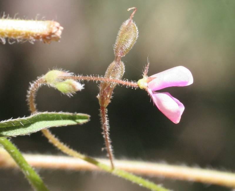 Grona brownii photo 8