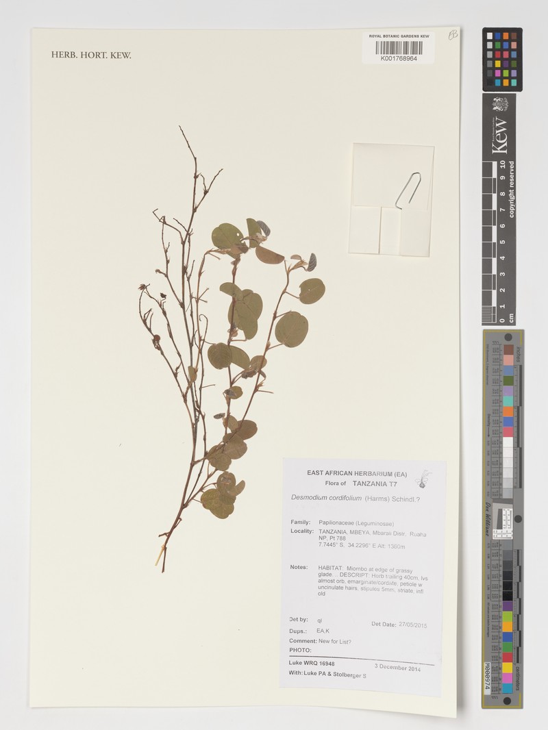 Grona cordifolia