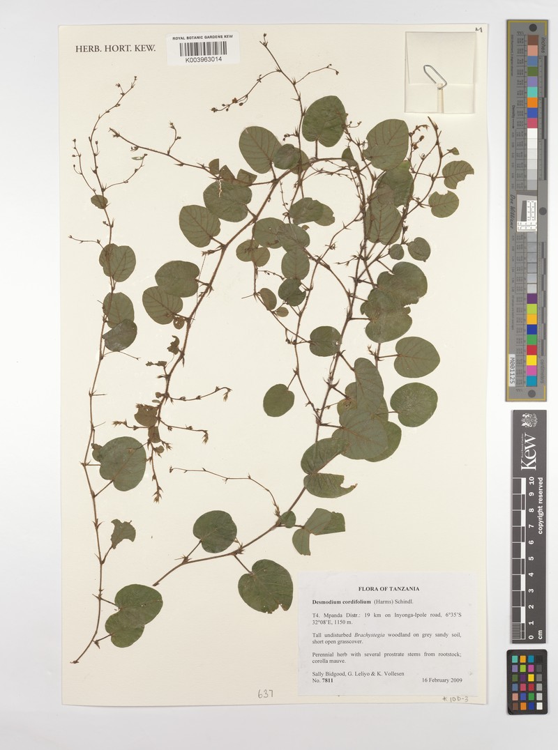 Grona cordifolia photo 2