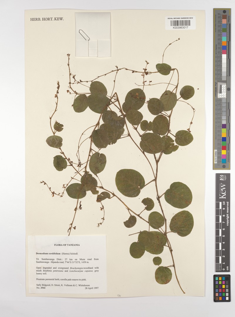 Grona cordifolia photo 3