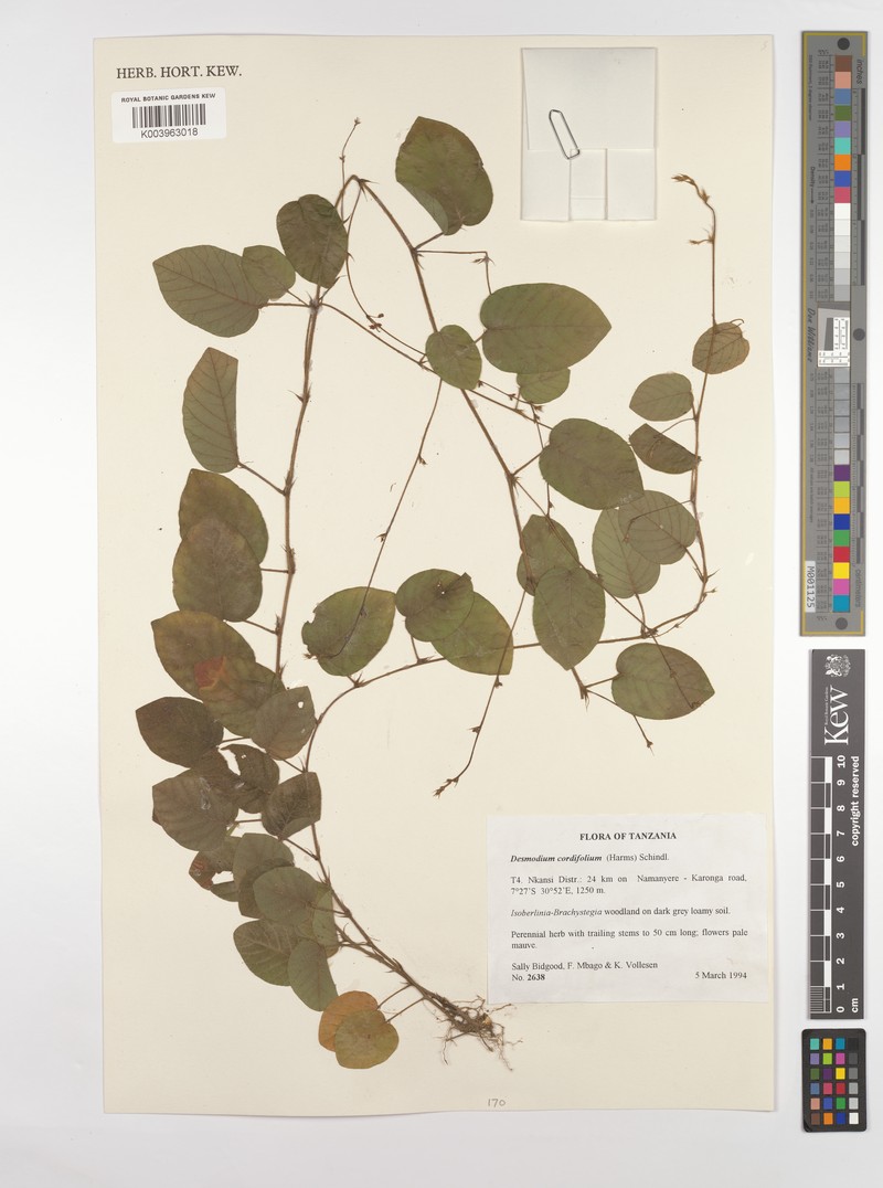 Grona cordifolia photo 4