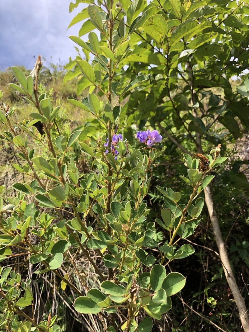 Grona ferruginea