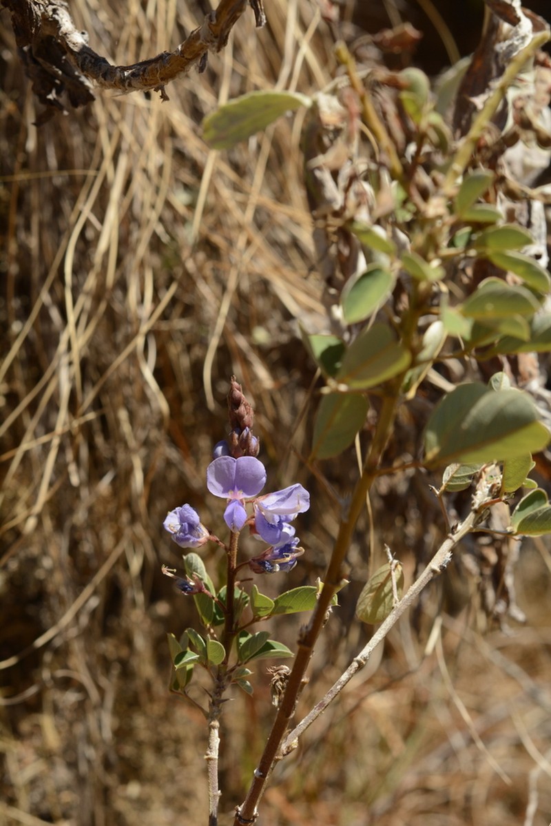 Grona ferruginea photo 6