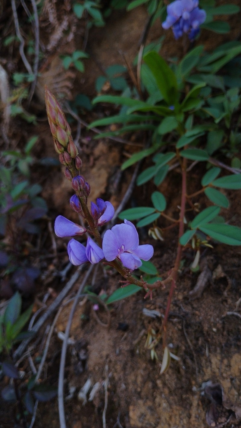 Grona ferruginea photo 7