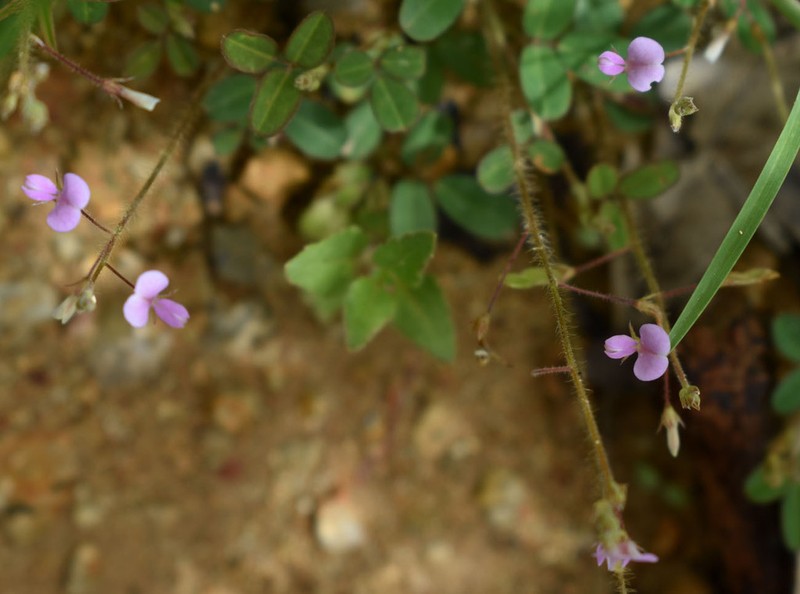 Grona filiformis