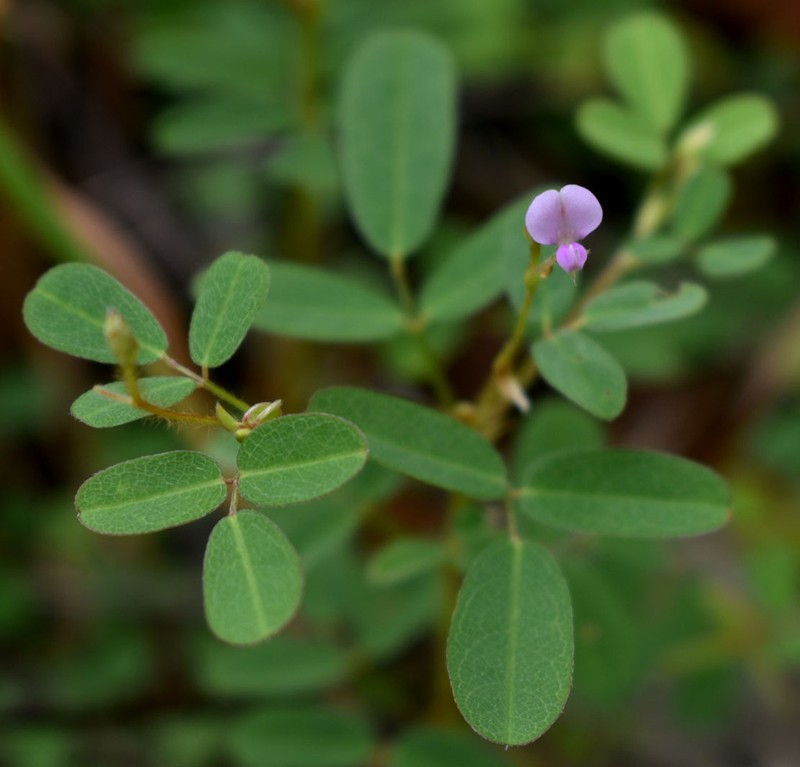Grona filiformis photo 2
