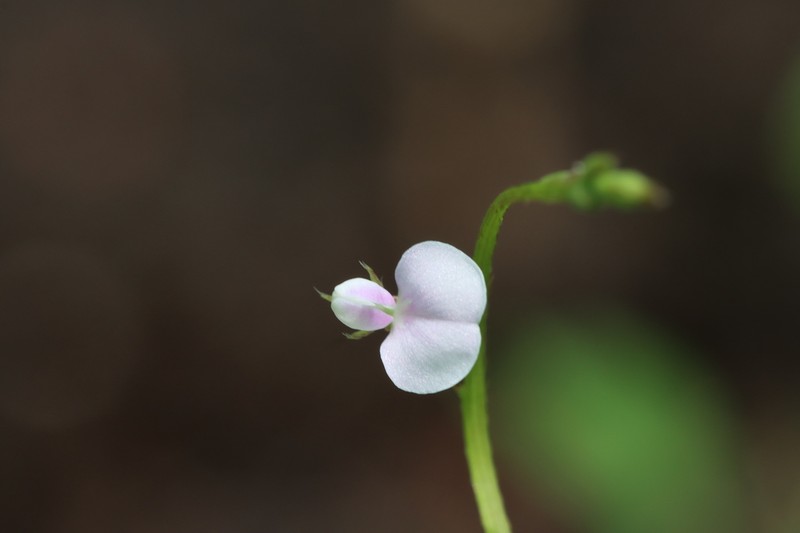 Grona filiformis photo 3