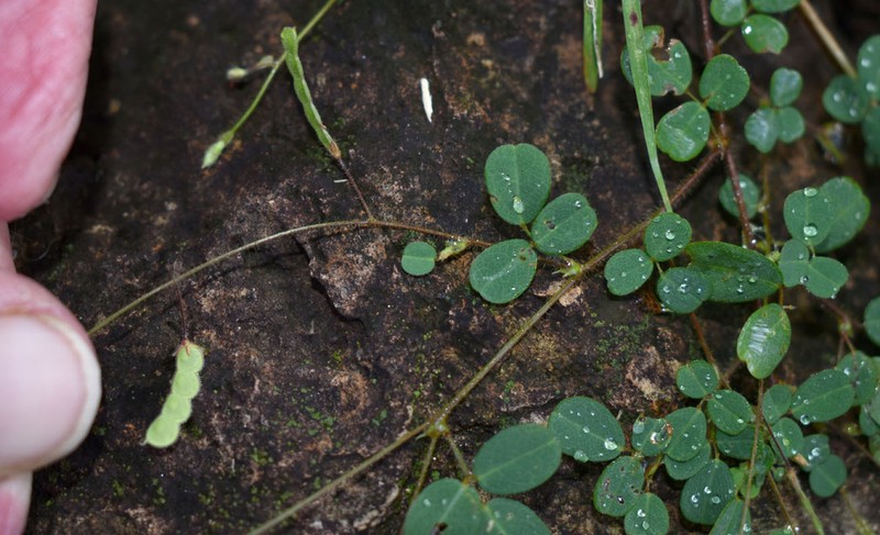 Grona filiformis photo 4