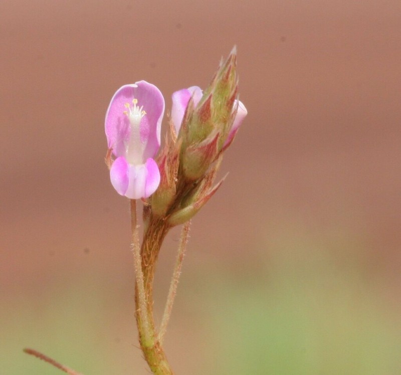 Grona filiformis photo 5