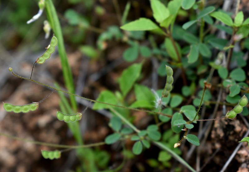 Grona filiformis photo 7