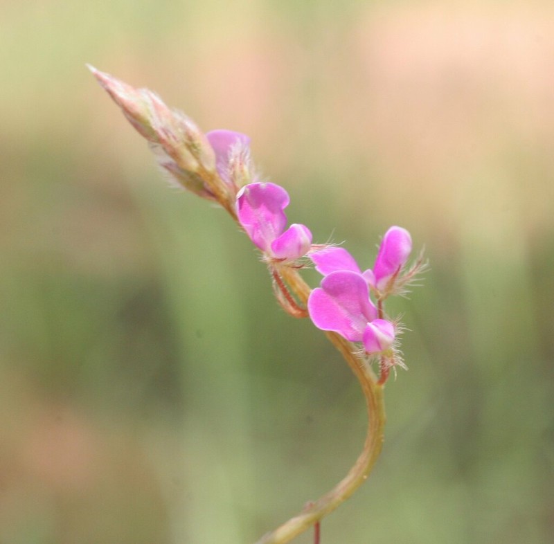 Grona filiformis photo 8