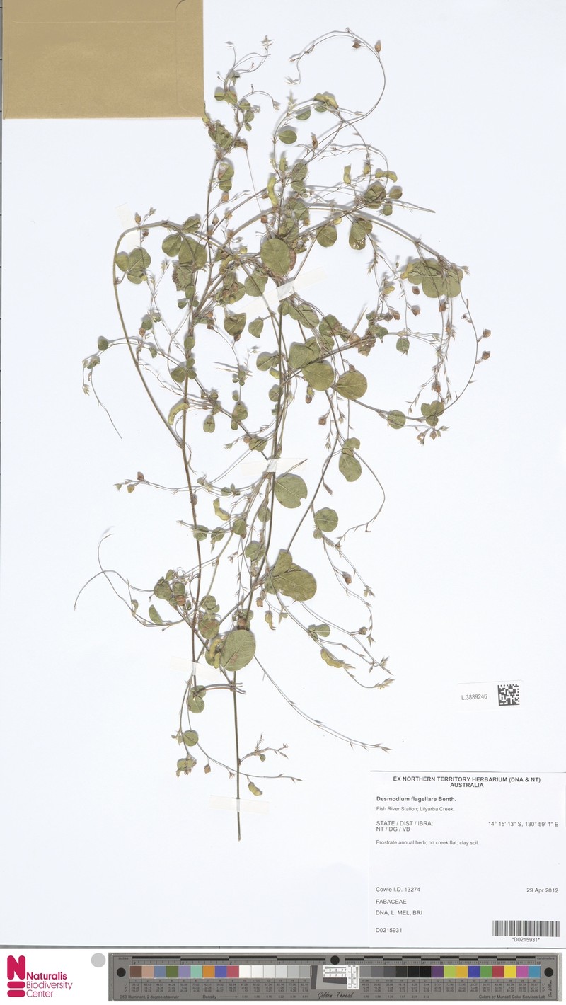 Grona flagellaris