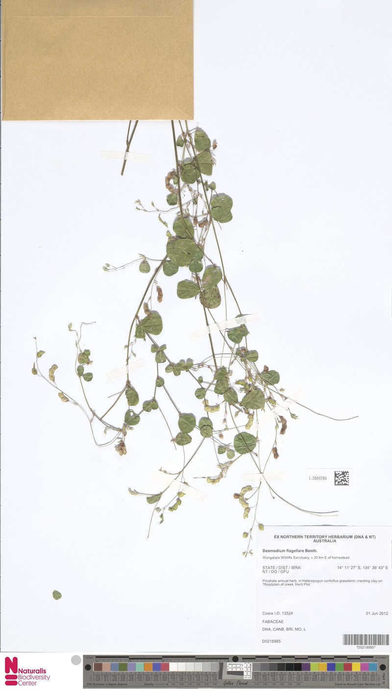 Grona flagellaris photo 2