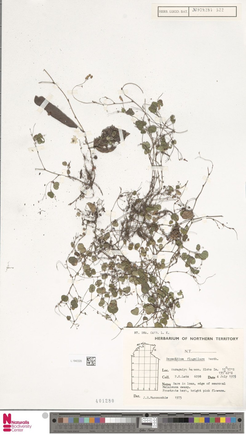 Grona flagellaris photo 3