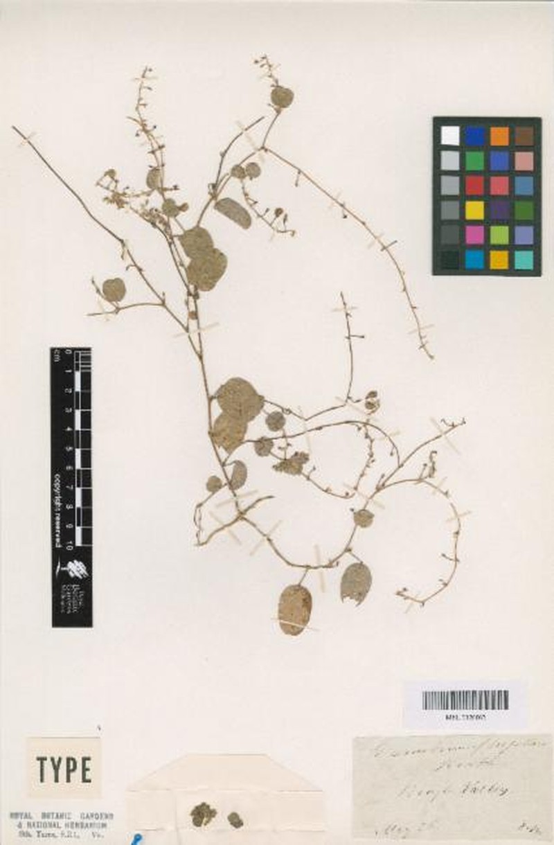 Grona flagellaris photo 4