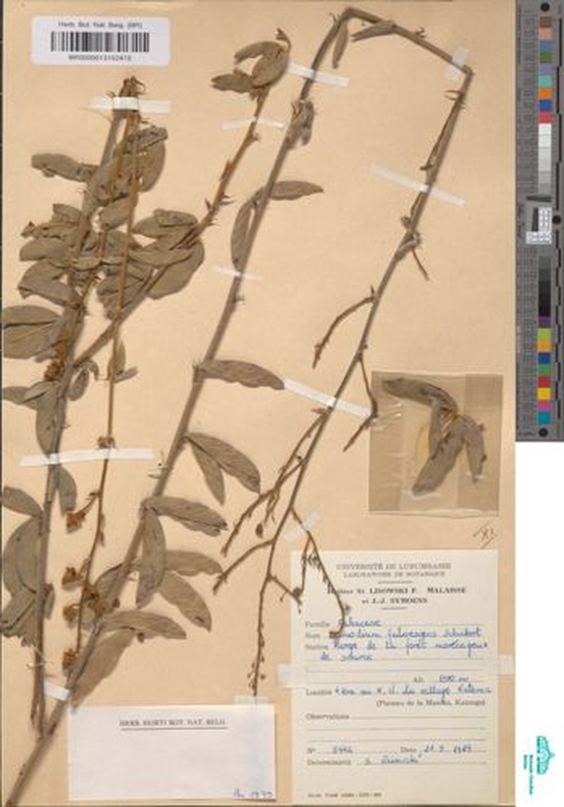 Grona fulvescens