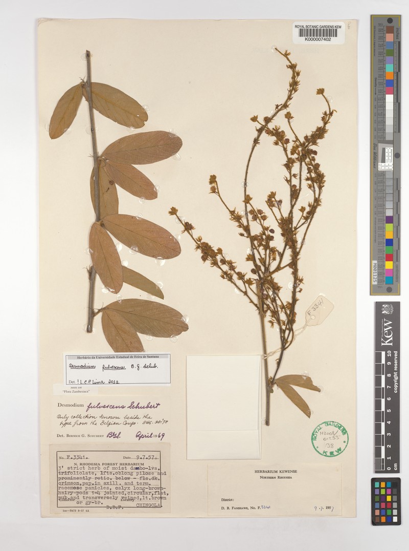 Grona fulvescens photo 2