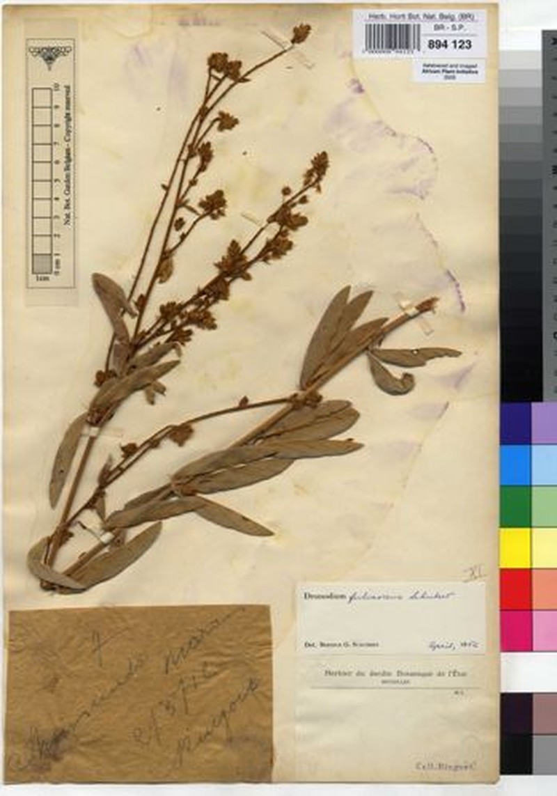 Grona fulvescens photo 3