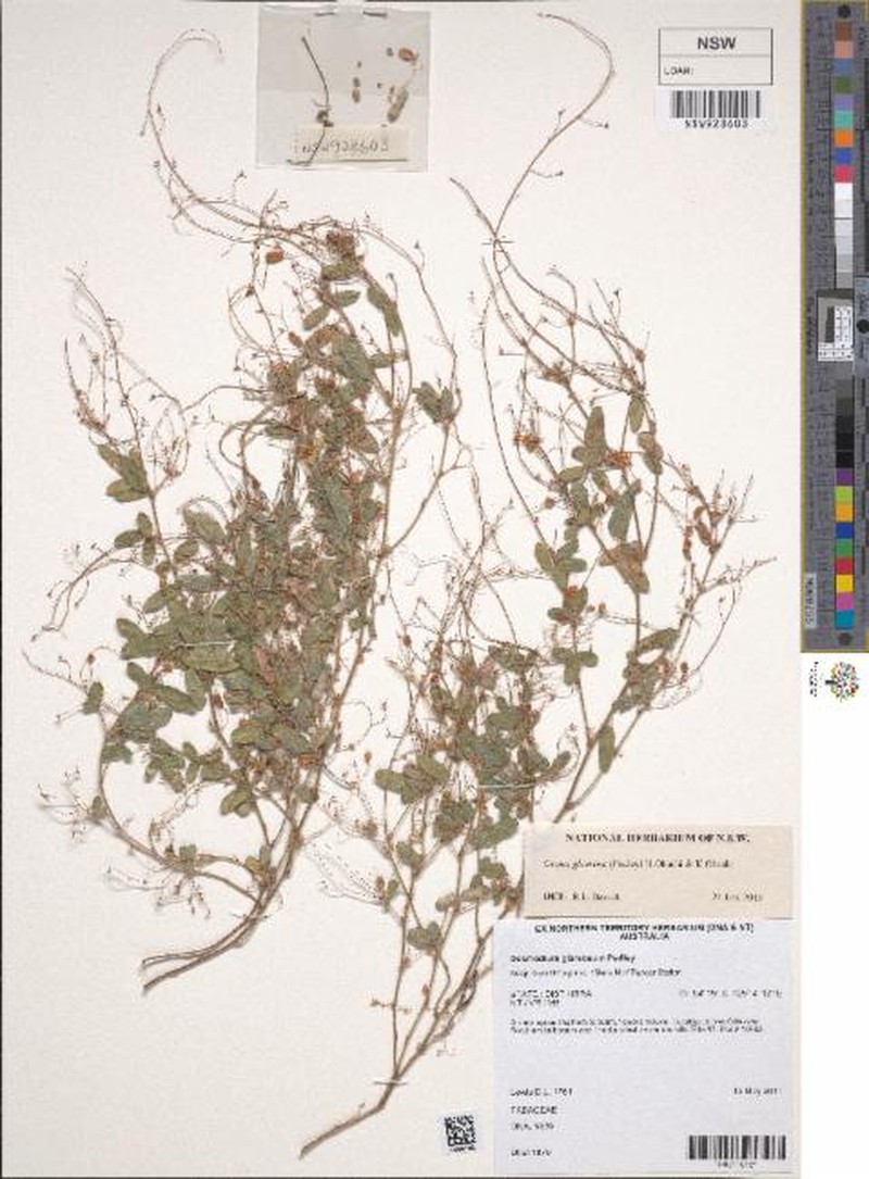 Grona glareosa