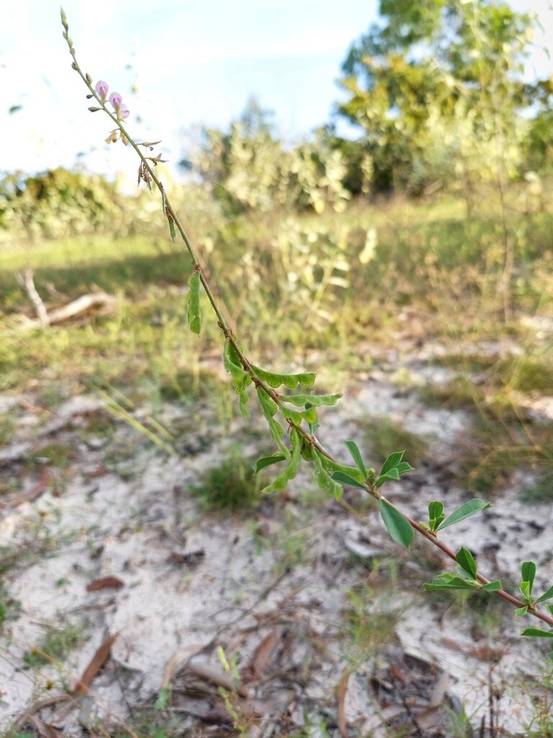 Grona harmsii