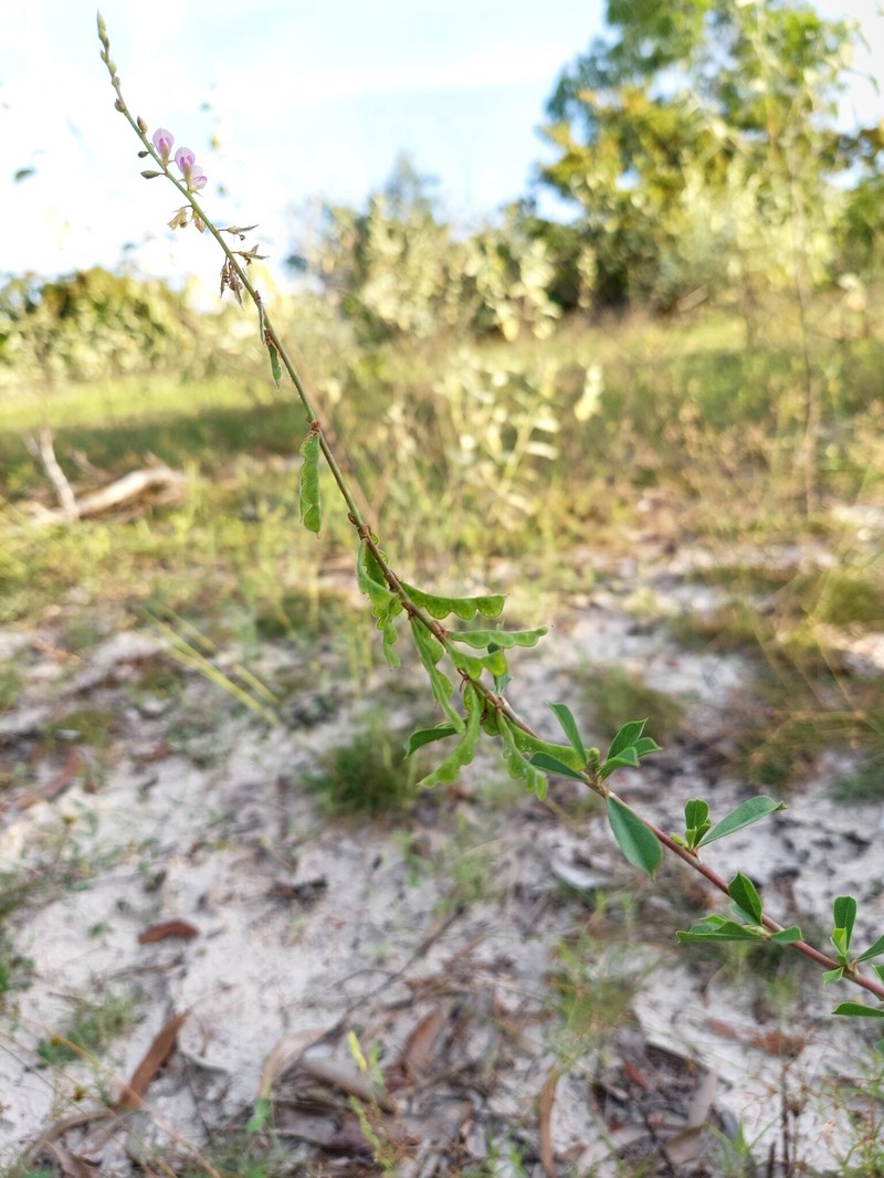 Grona harmsii photo 2
