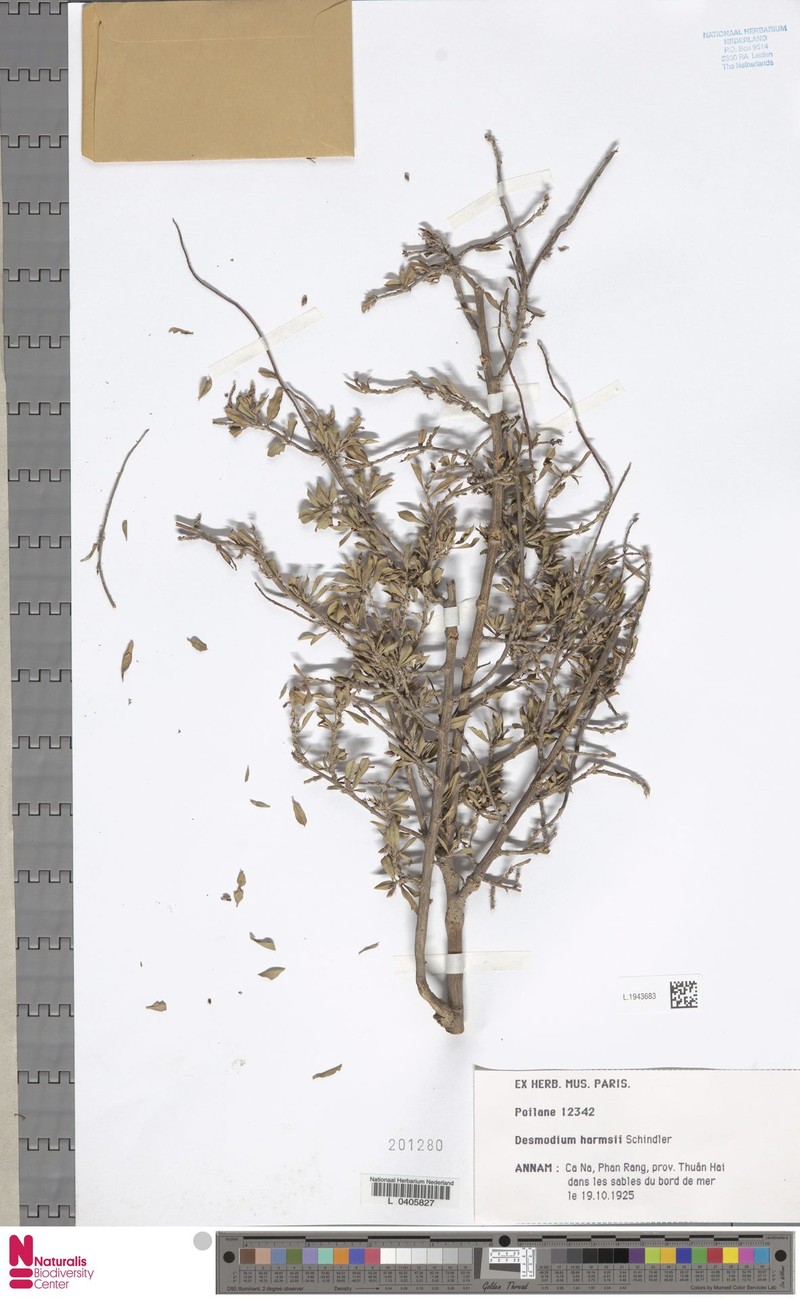 Grona harmsii photo 3
