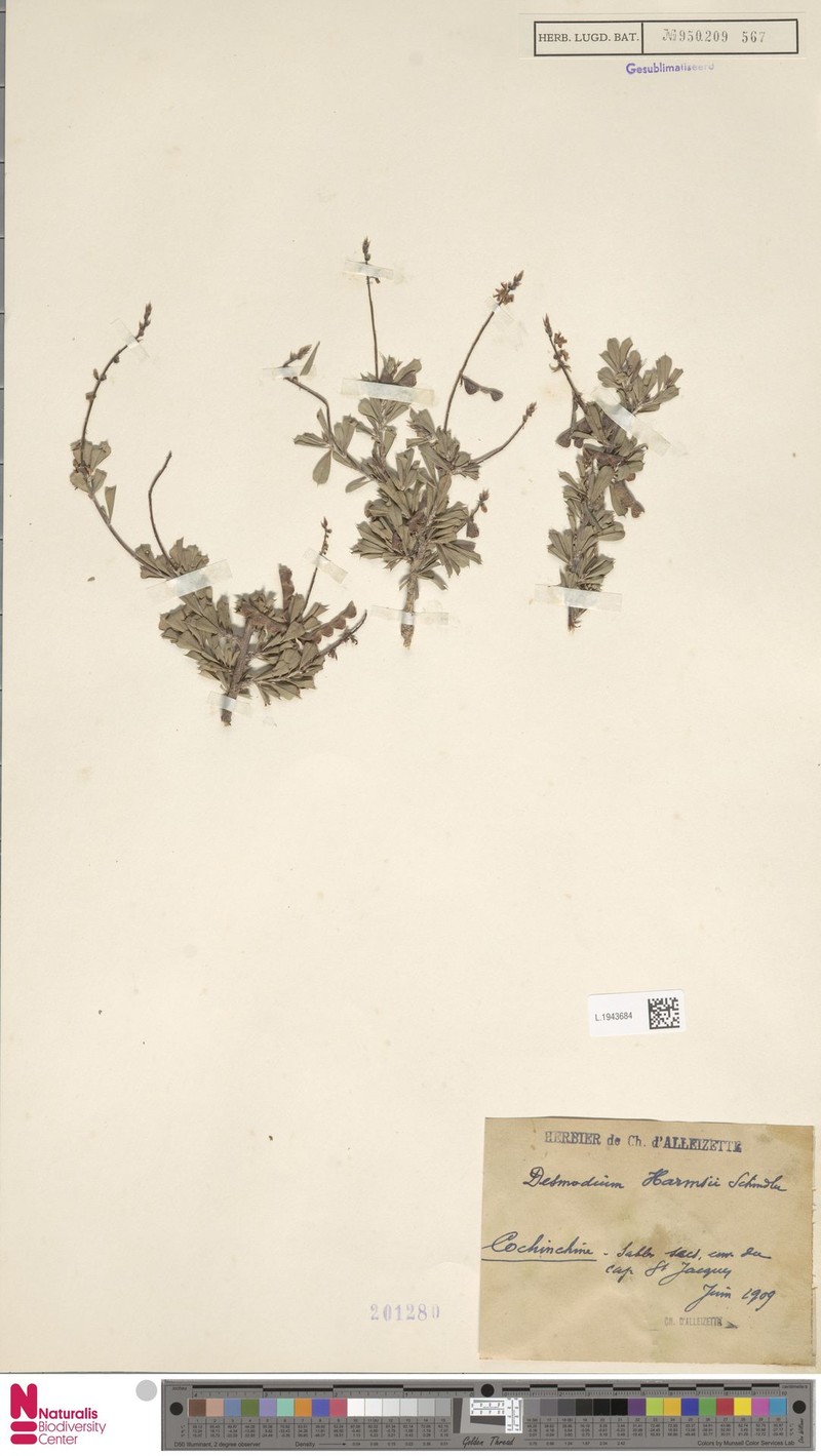 Grona harmsii photo 4