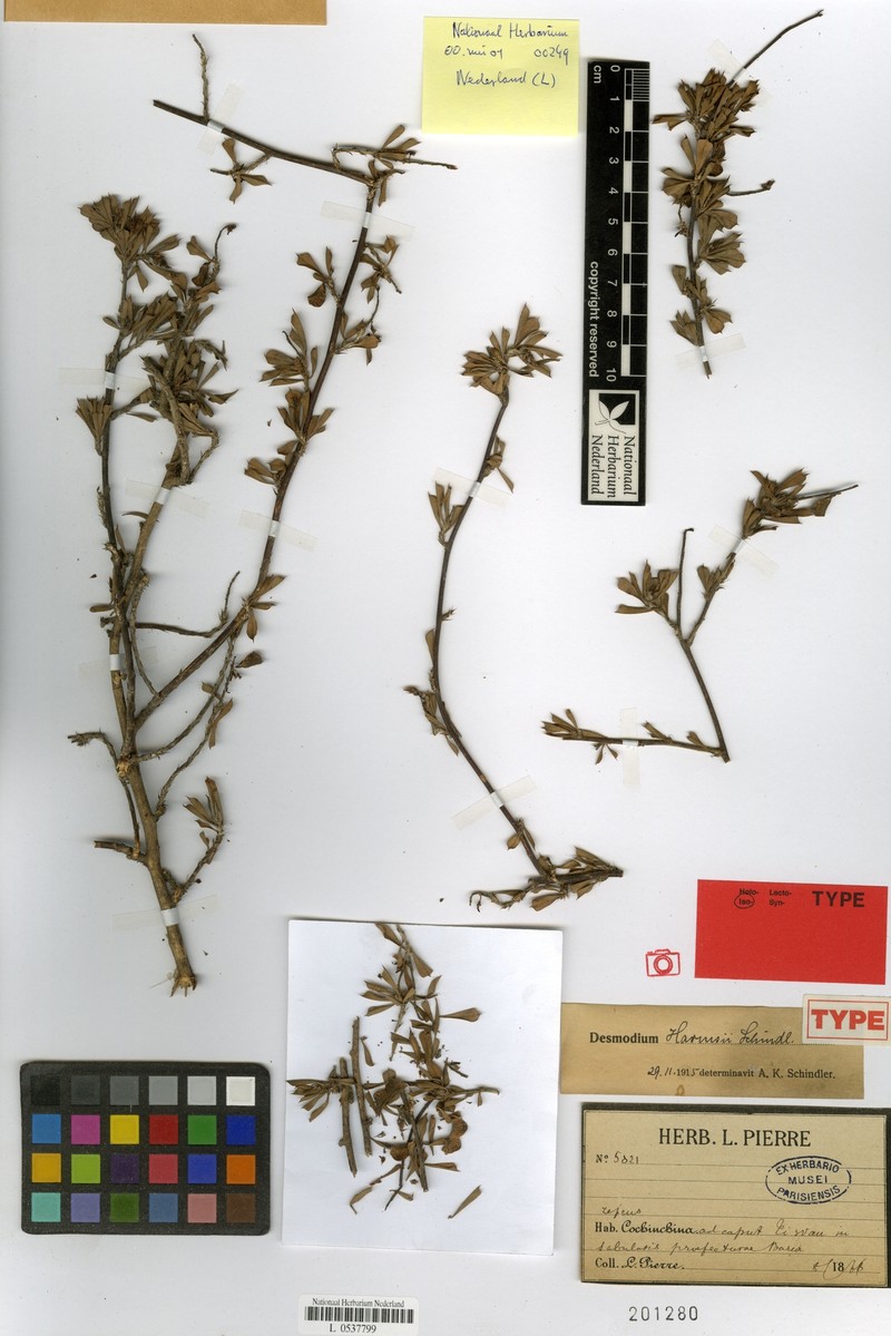 Grona harmsii photo 5