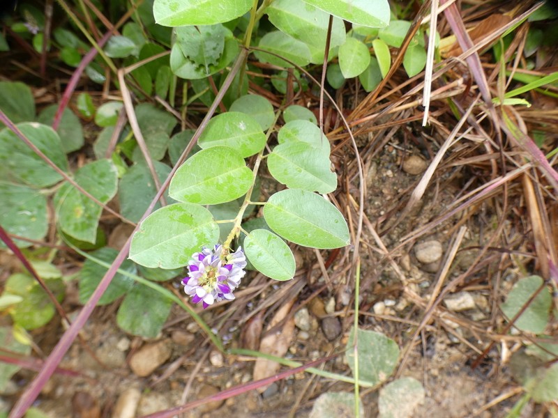 Asian Ticktrefoil