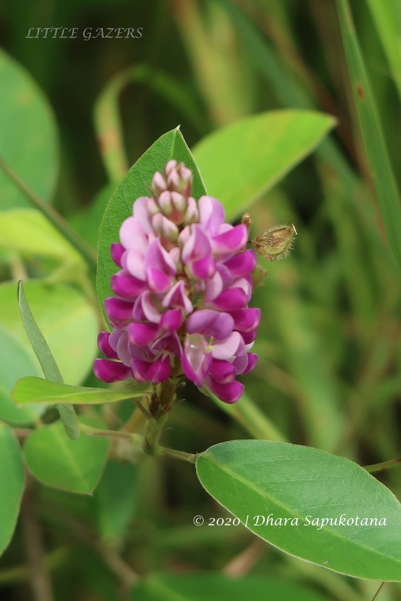 Asian Ticktrefoil photo 2