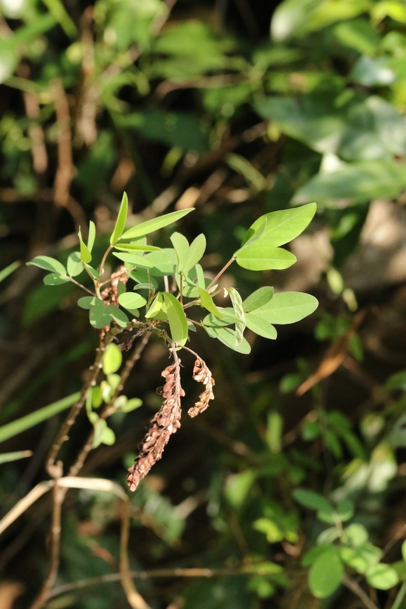 Asian Ticktrefoil photo 3