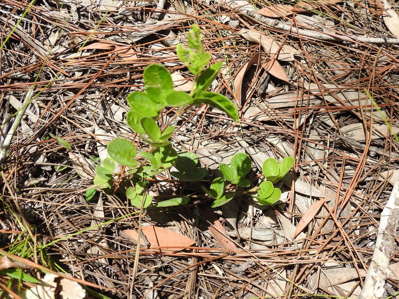 Asian Ticktrefoil photo 4