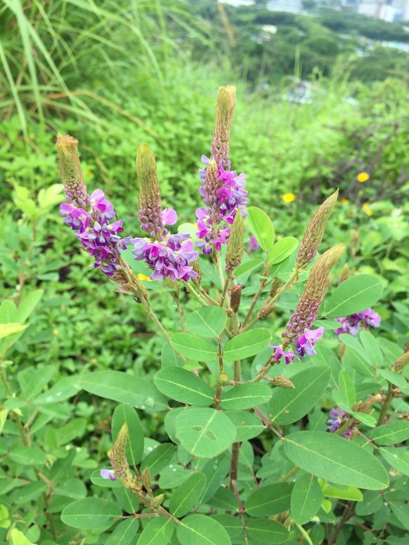 Asian Ticktrefoil photo 5