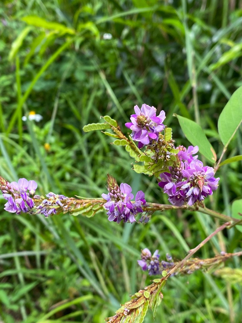 Asian Ticktrefoil photo 6