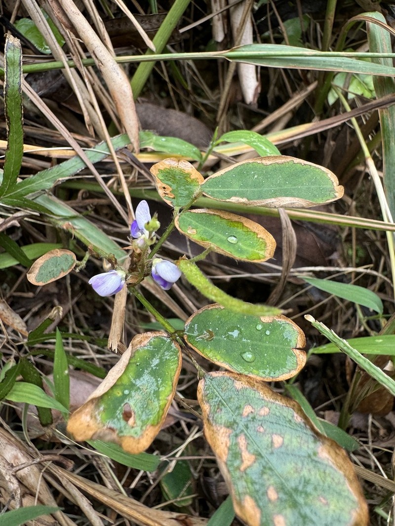 Asian Ticktrefoil photo 7