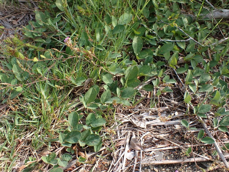 Asian Ticktrefoil photo 8