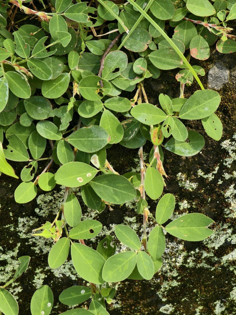 Grona heterocarpos subsp. heterocarpos