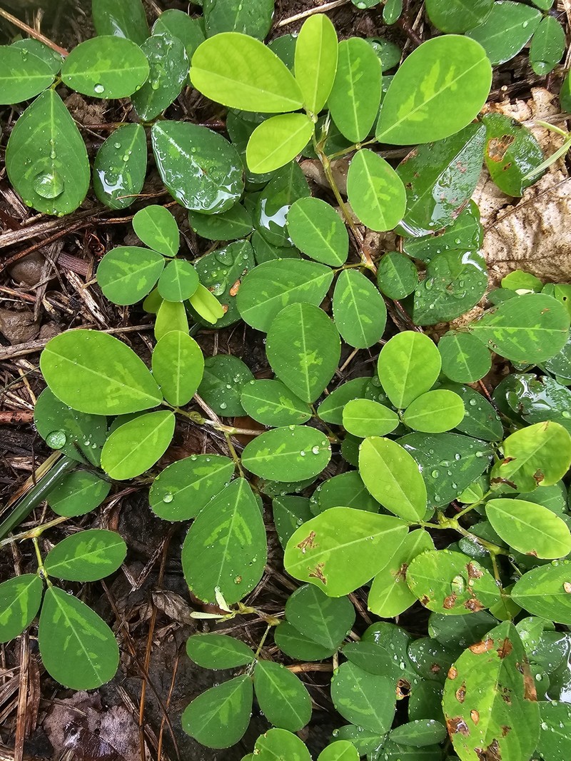 Grona heterocarpos subsp. heterocarpos photo 2