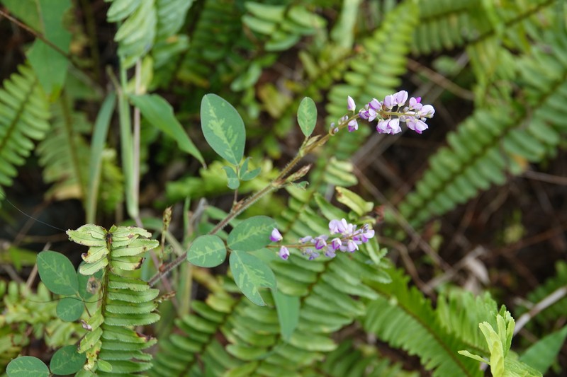 Grona heterocarpos subsp. heterocarpos photo 4