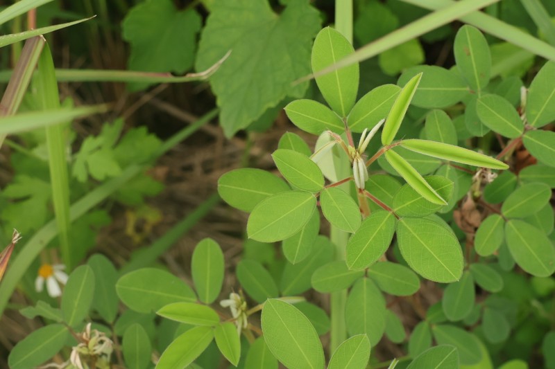 Grona heterocarpos var. strigosa