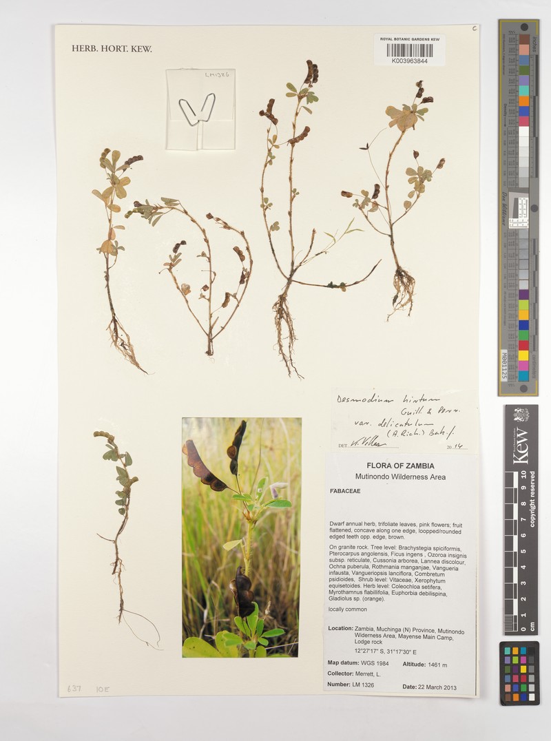 Grona hirta var. delicatula
