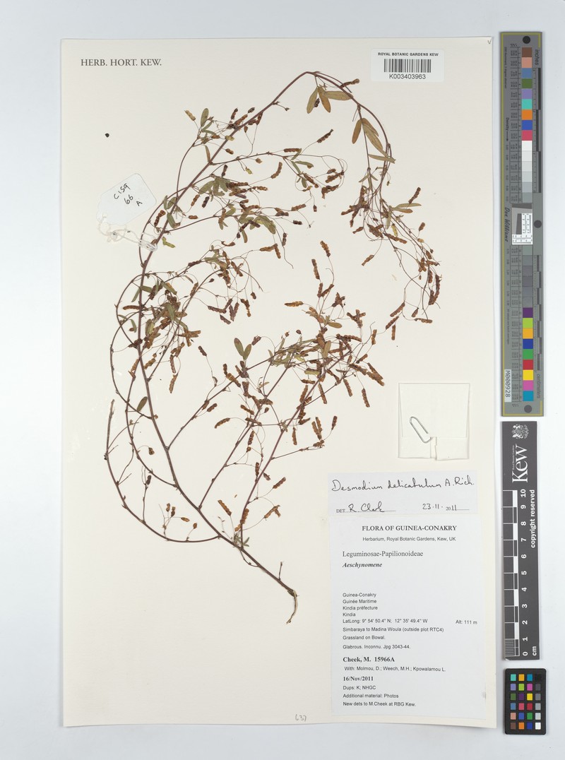 Grona hirta var. delicatula photo 2