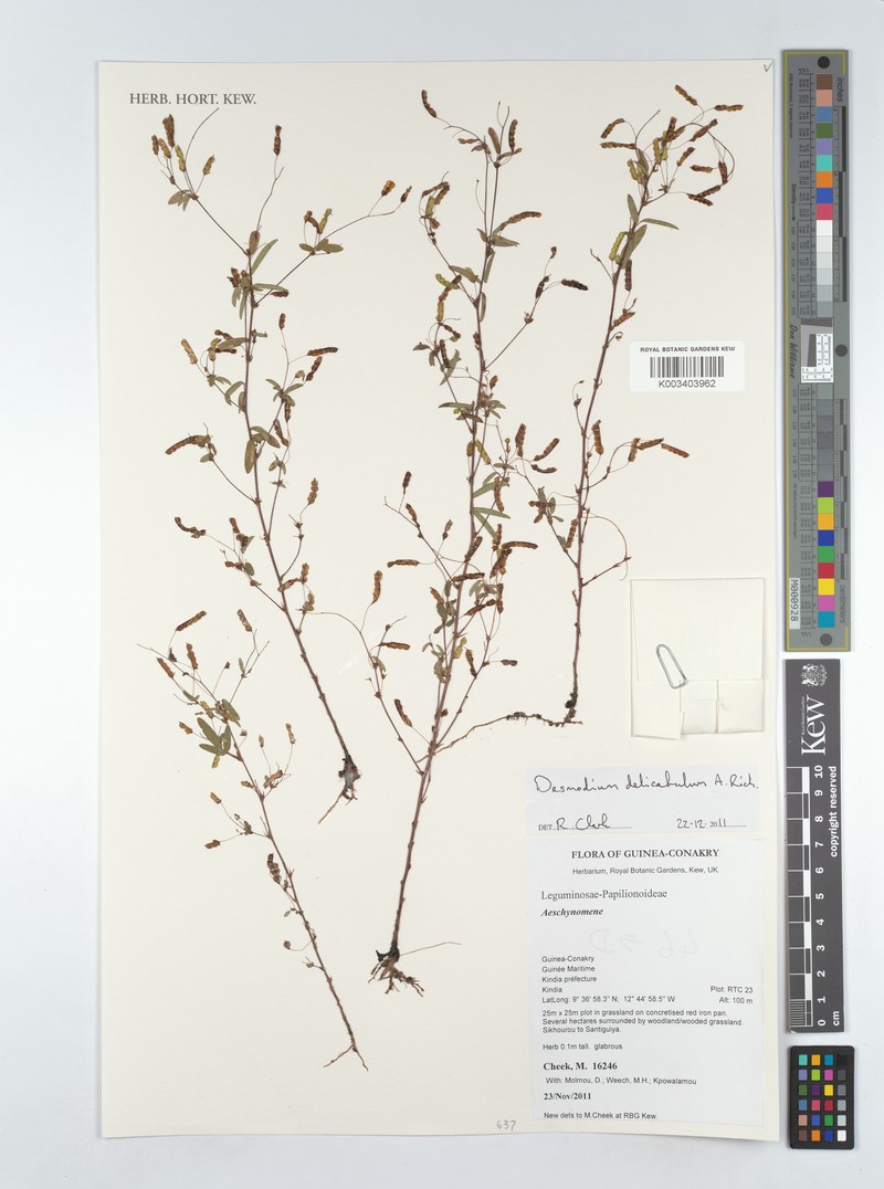Grona hirta var. delicatula photo 3
