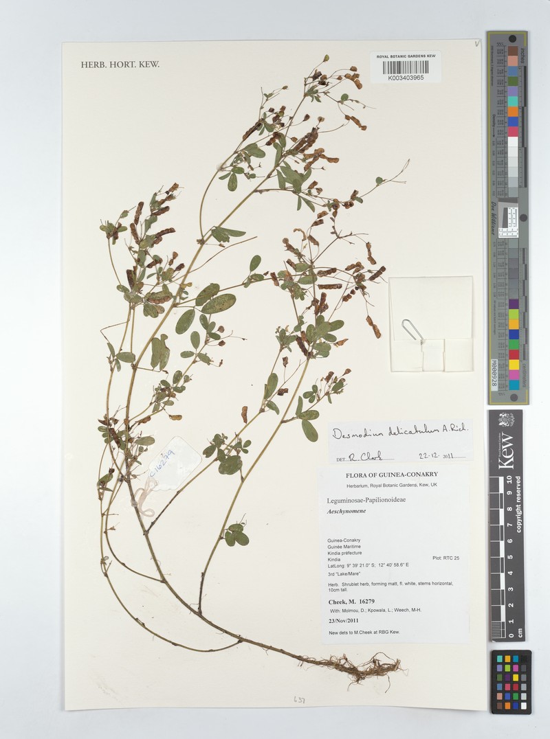 Grona hirta var. delicatula photo 4
