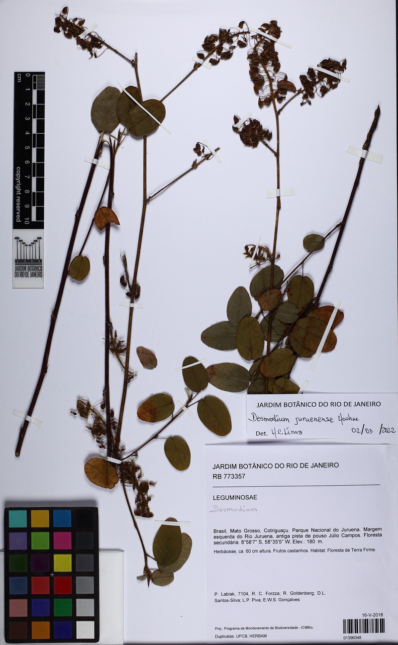 Grona juruenensis