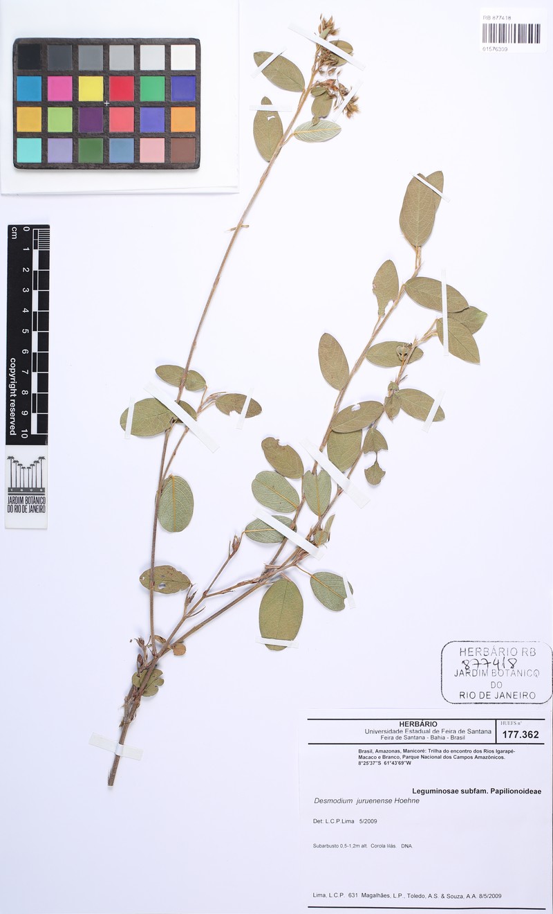 Grona juruenensis photo 2