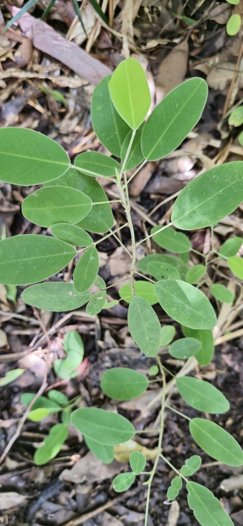 Grona nemorosa